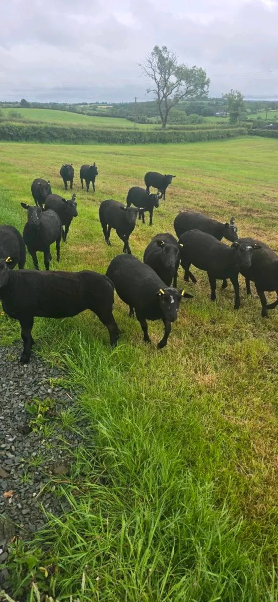 Blue Texel x Dutch Spotted - Image 3