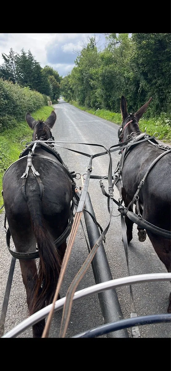 Driving Donkey 13.1 - Image 4