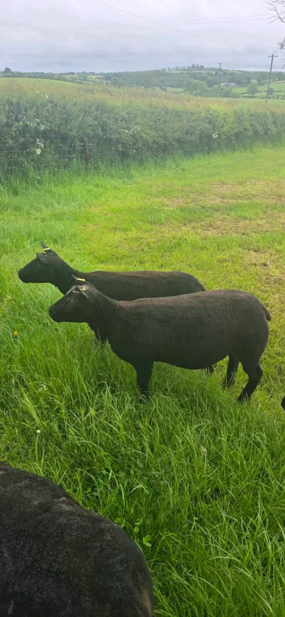 Blue Texel x Dutch Spotted - Image 2