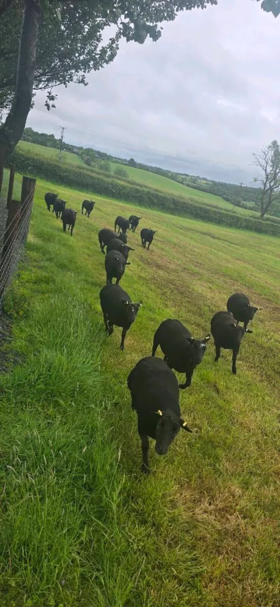 Blue Texel x Dutch Spotted - Image 1