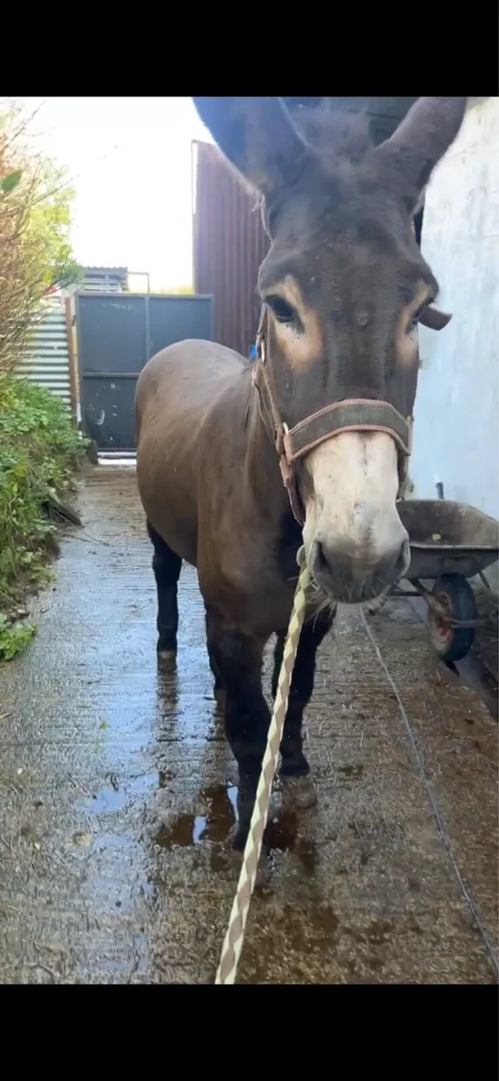 Driving Donkey 13.1 - Image 1