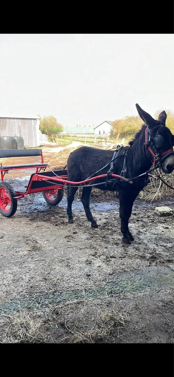 Driving Donkey 13.1 - Image 2