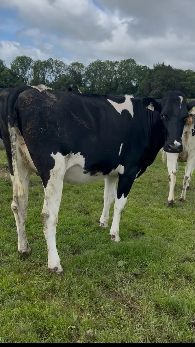 Pedigree Summer & Autumn Calving Heifers - Image 4