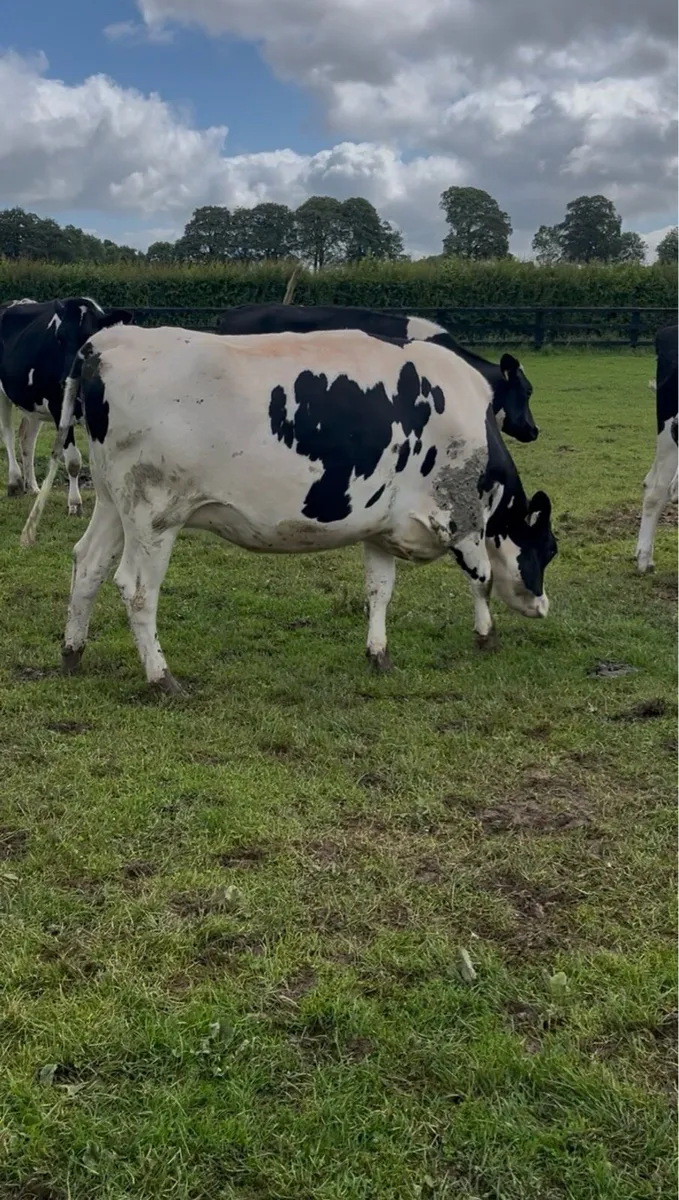 Pedigree Summer & Autumn Calving Heifers - Image 3
