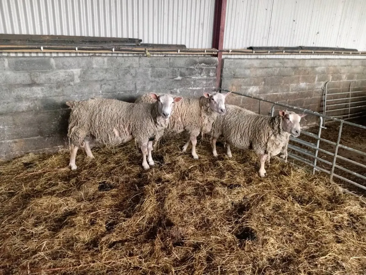 Two charolais rams - Image 1