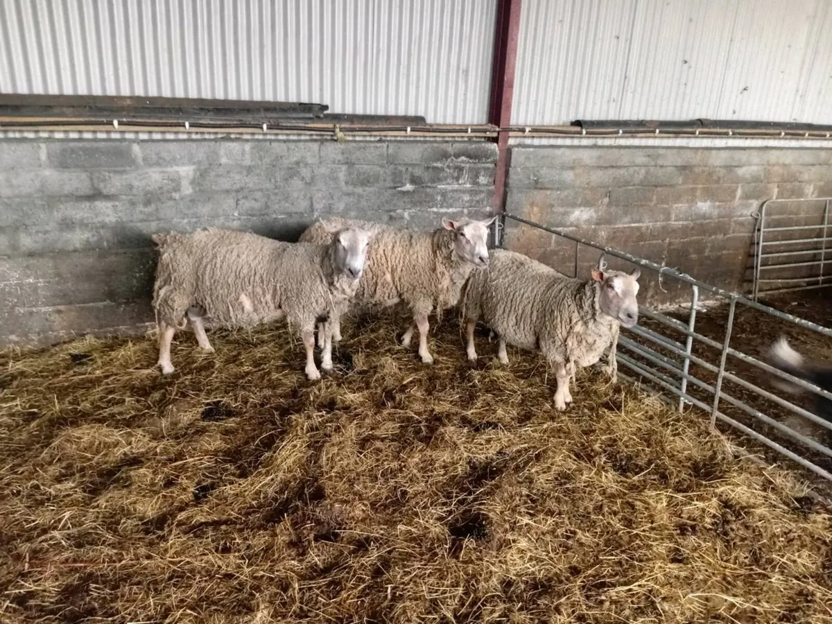 Two charolais rams - Image 2