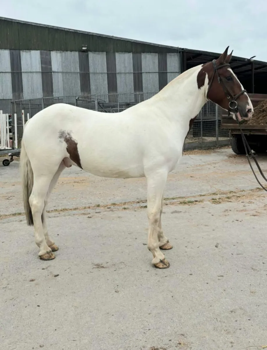 5 ye old gelding - Image 1