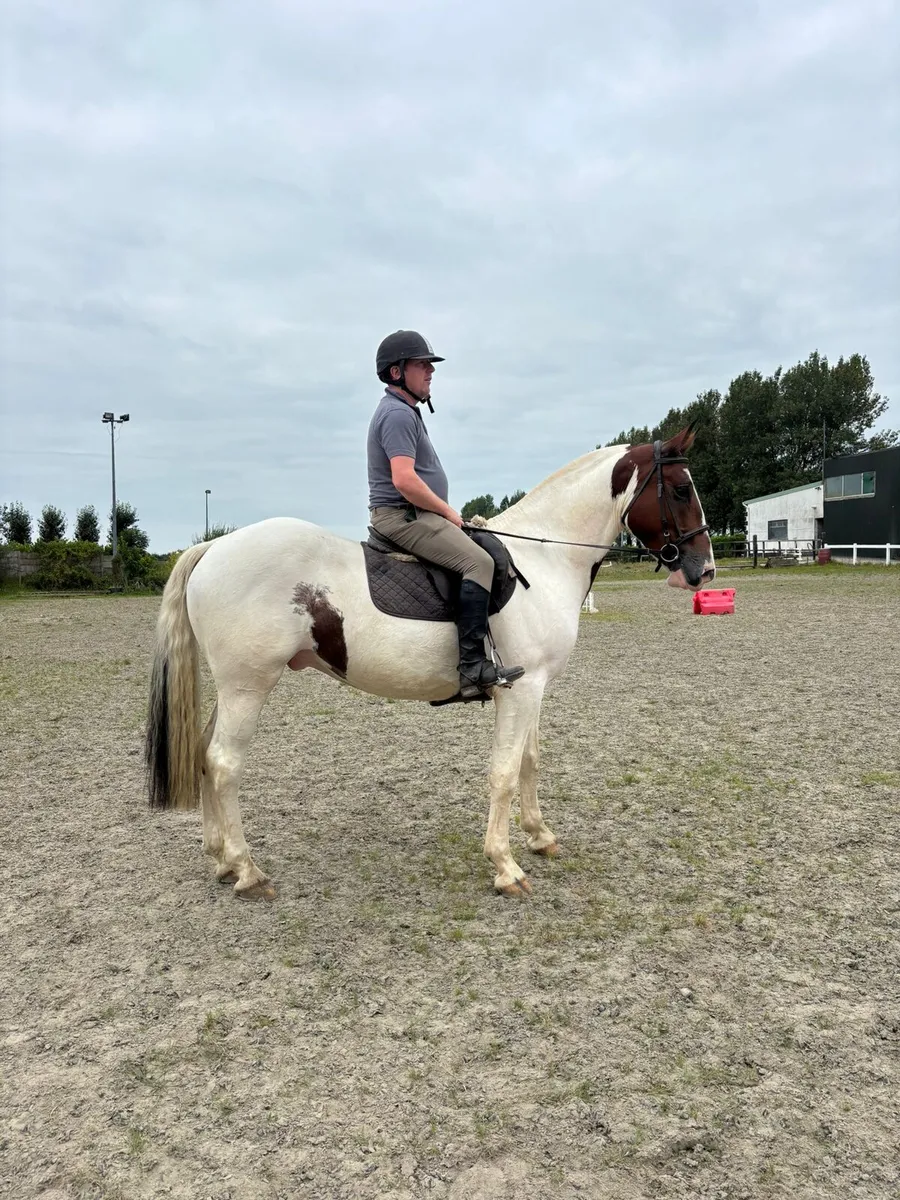 5 ye old gelding - Image 3