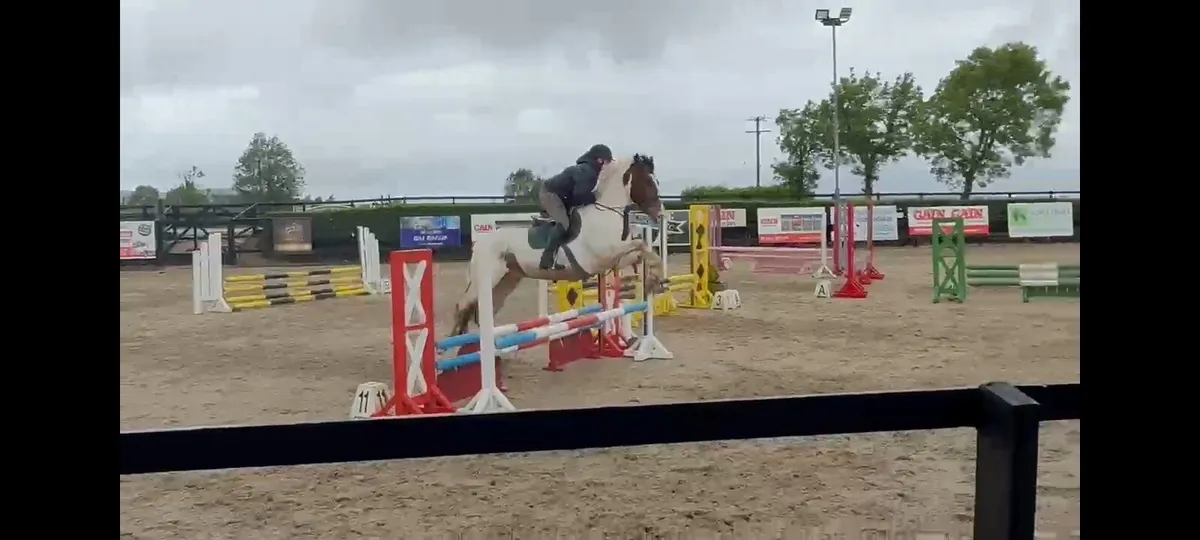 5 ye old gelding - Image 2