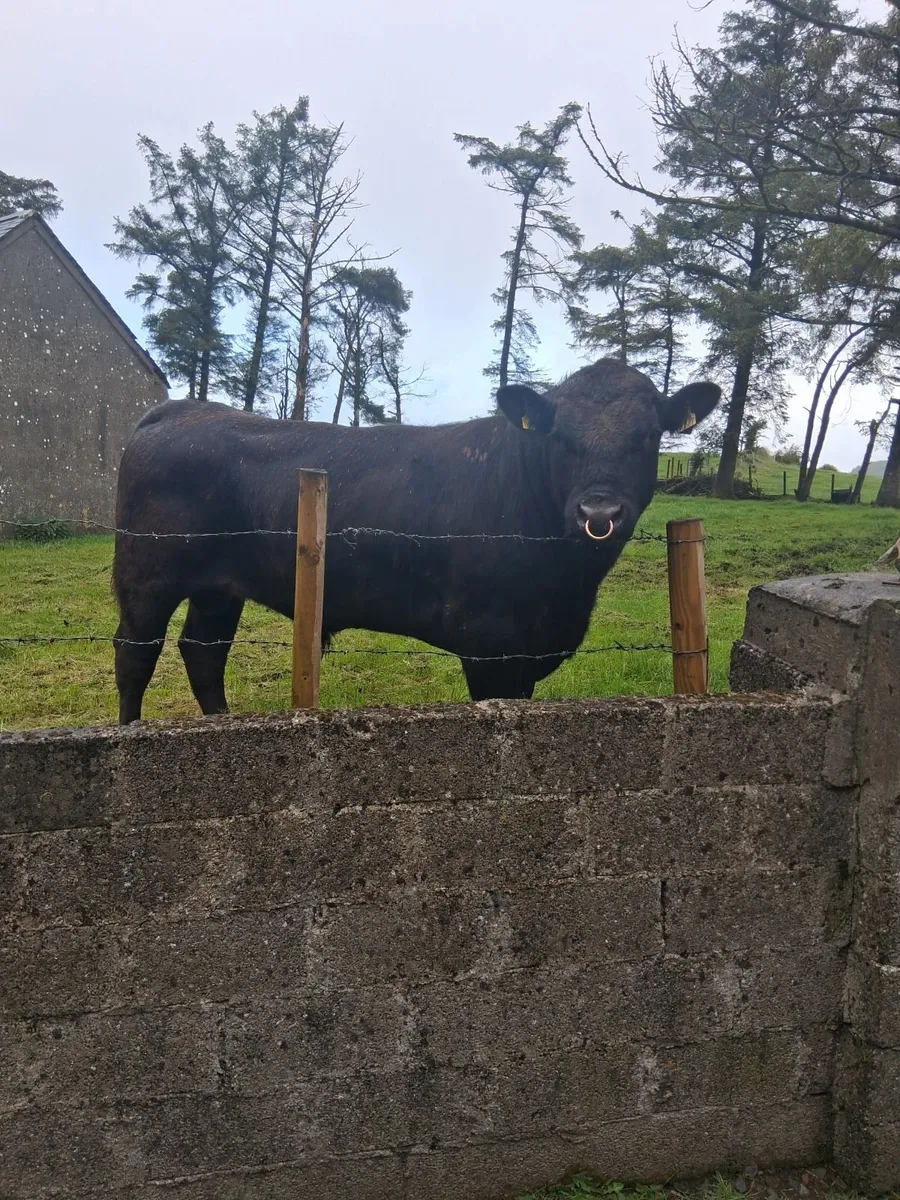 Angus Bull - Image 1