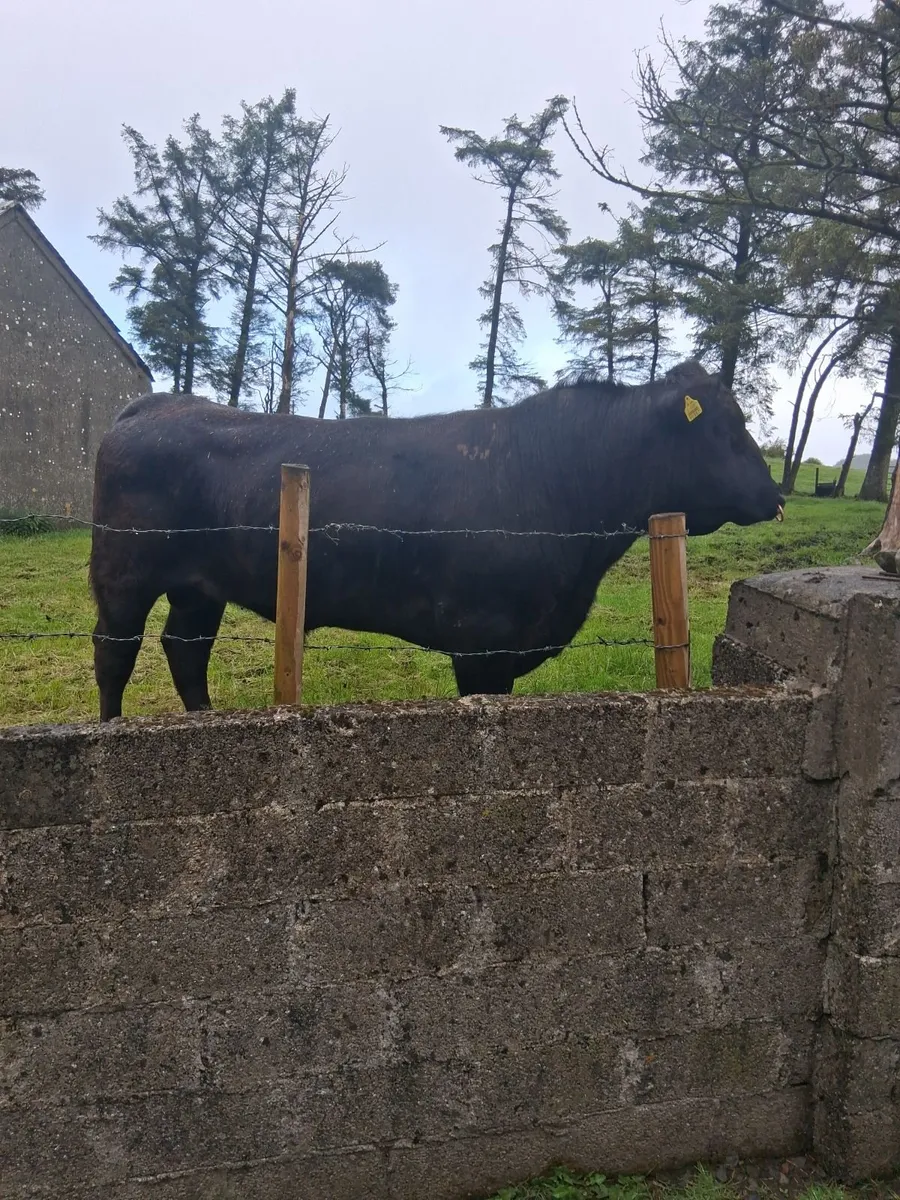 Angus Bull - Image 2
