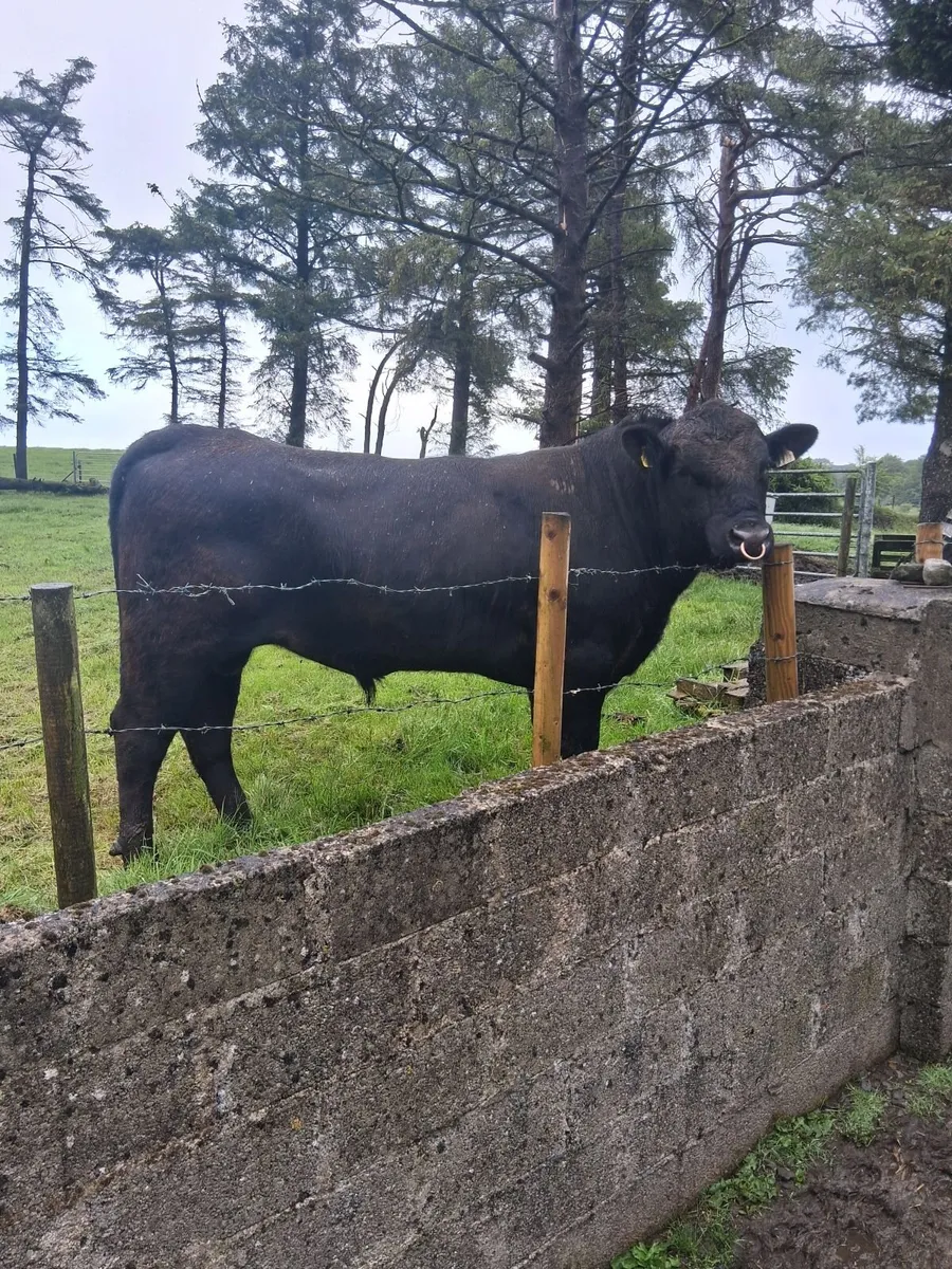 Angus Bull - Image 3