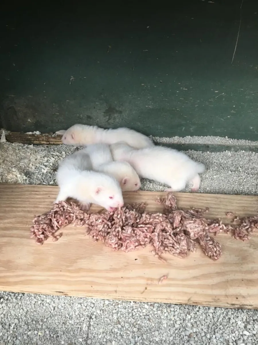 FERRET - Image 3
