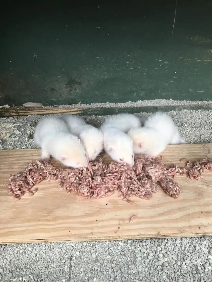FERRET - Image 4