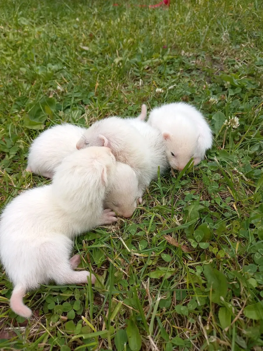 FERRET - Image 2