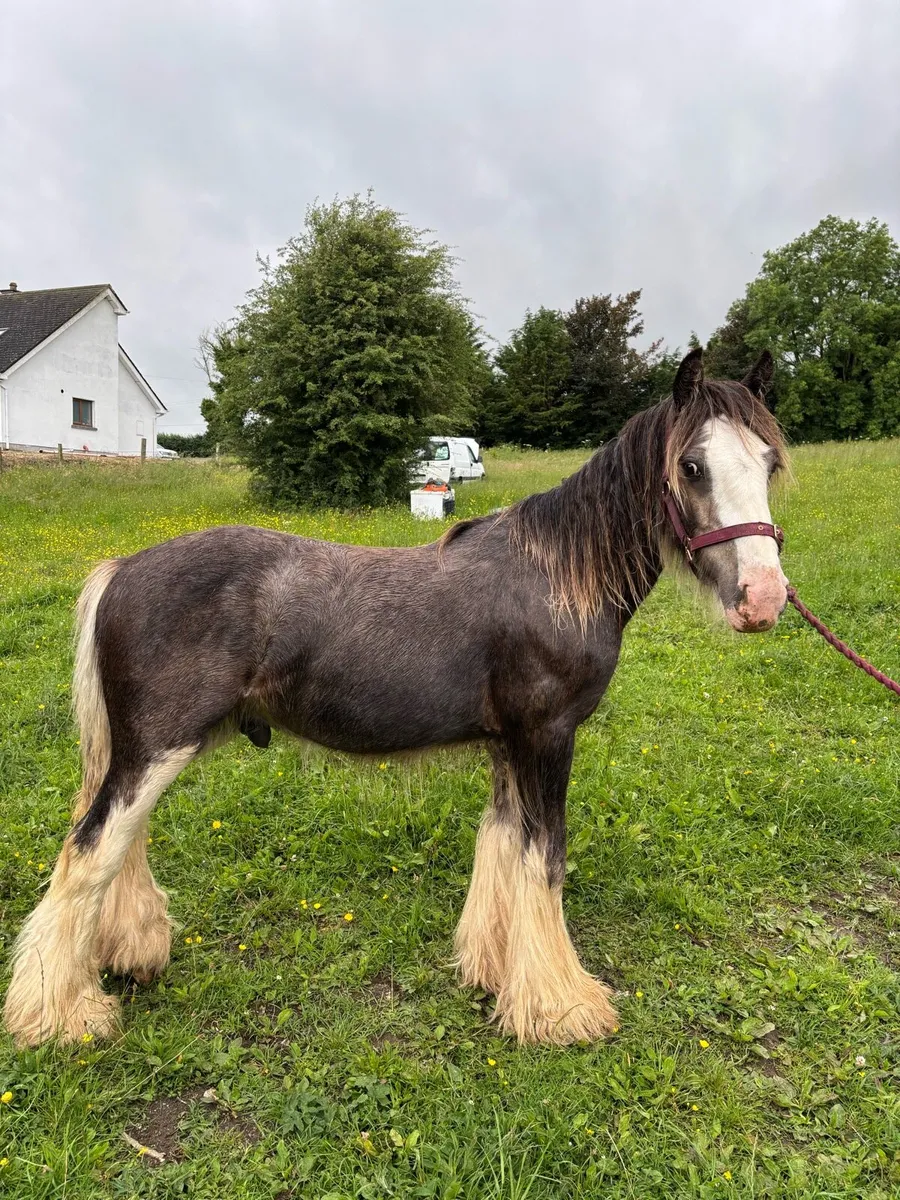 Yearling colt to make 15hh - Image 1