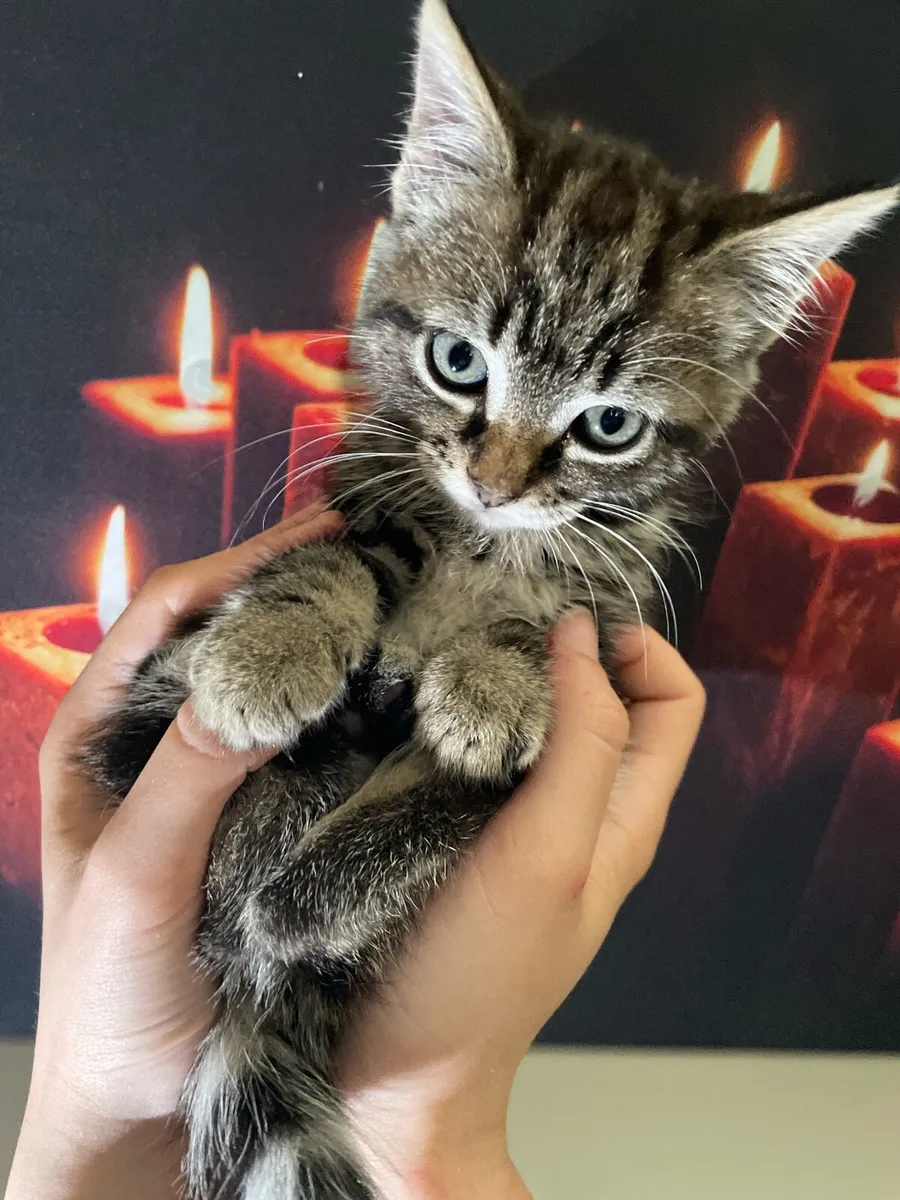 Tabby Kitten - Image 1