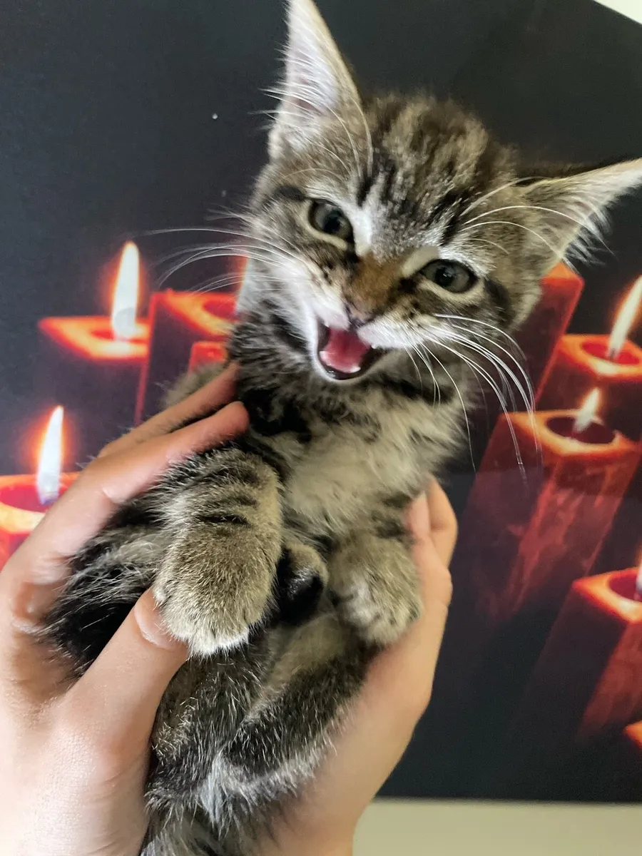 Tabby Kitten - Image 2