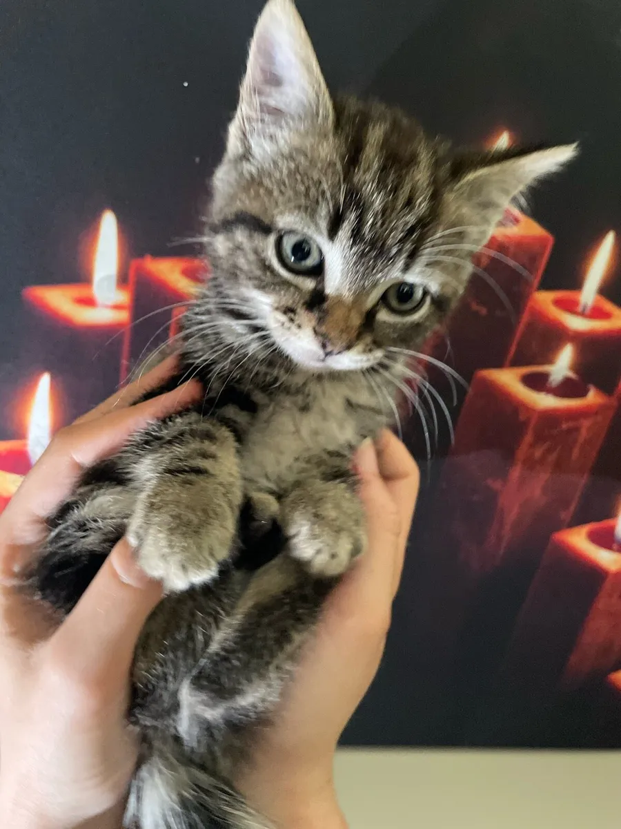 Tabby Kitten - Image 3