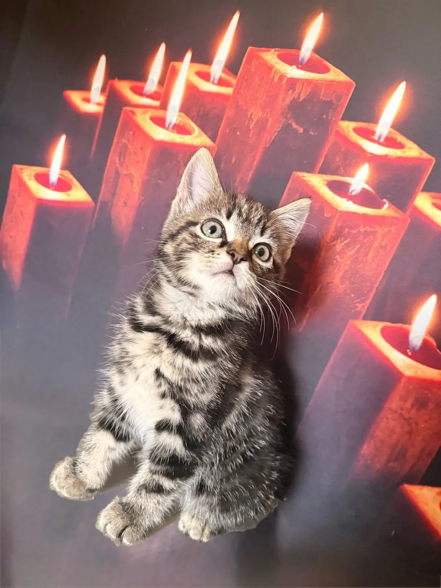Tabby Kitten - Image 4