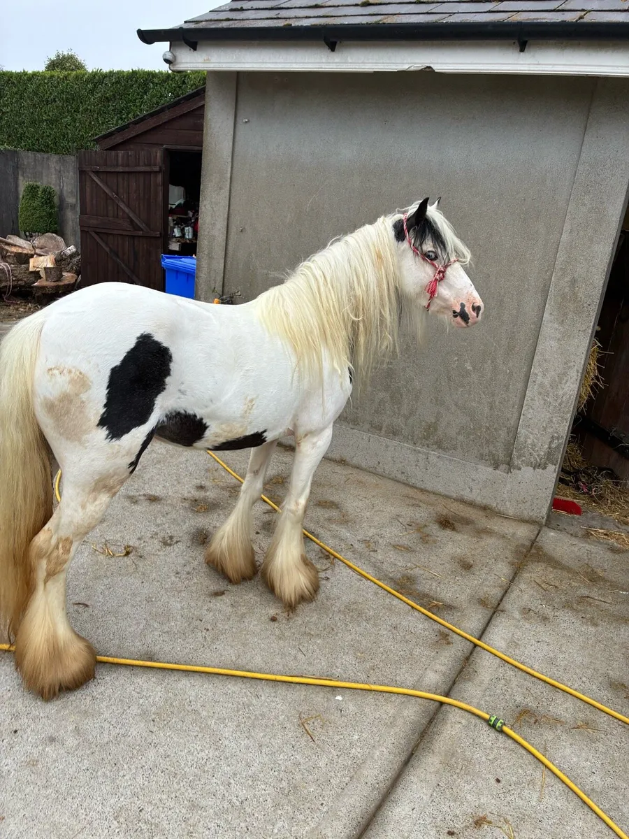 Filly - Image 1