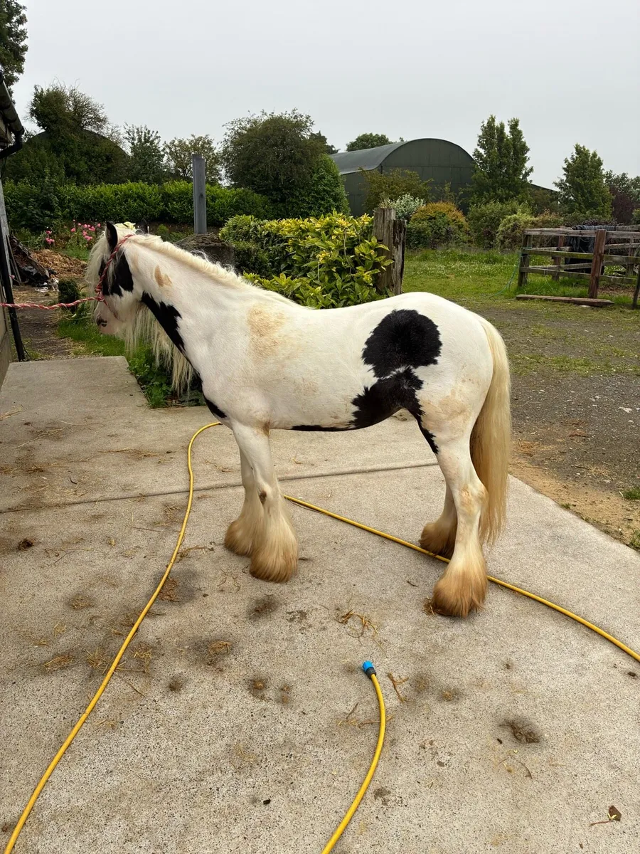 Filly - Image 2