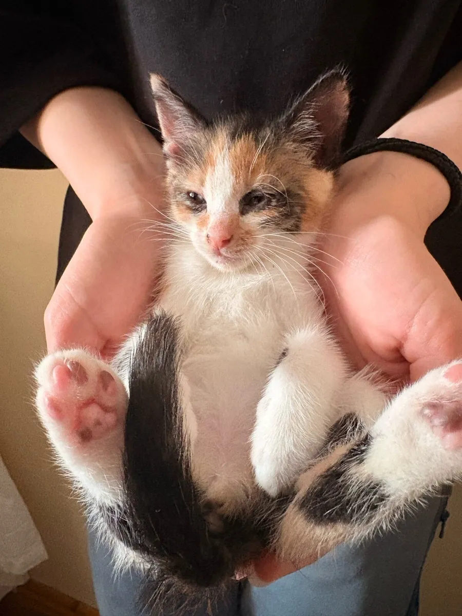 Kitten - Image 1