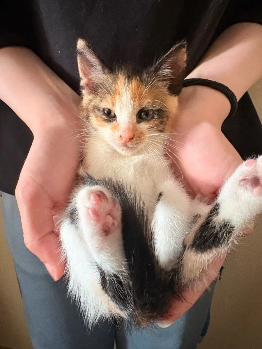 Kitten - Image 2