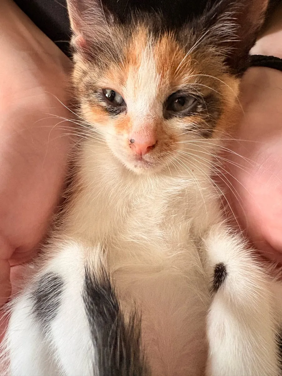 Kitten - Image 3
