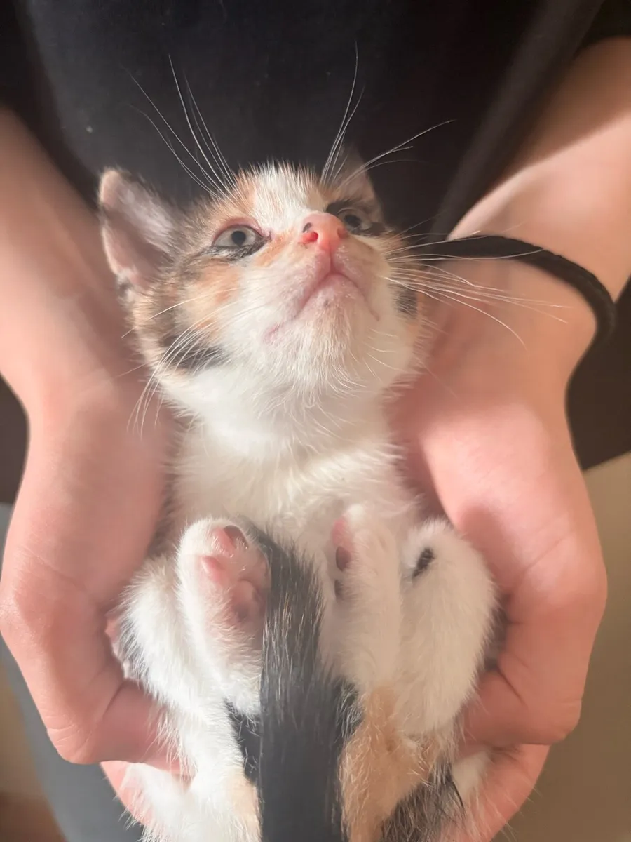 Kitten - Image 4