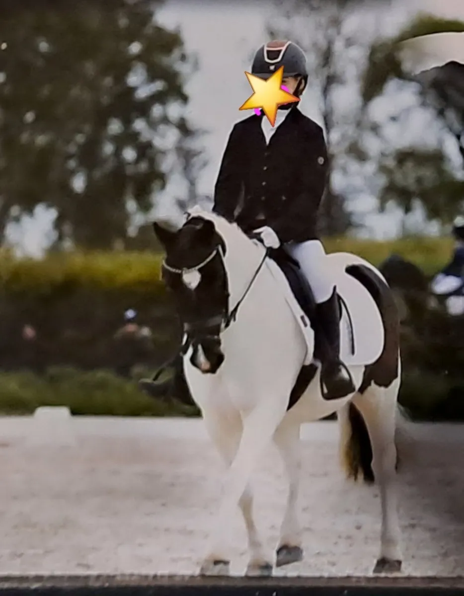 Super 12hh pony club pony - Image 3