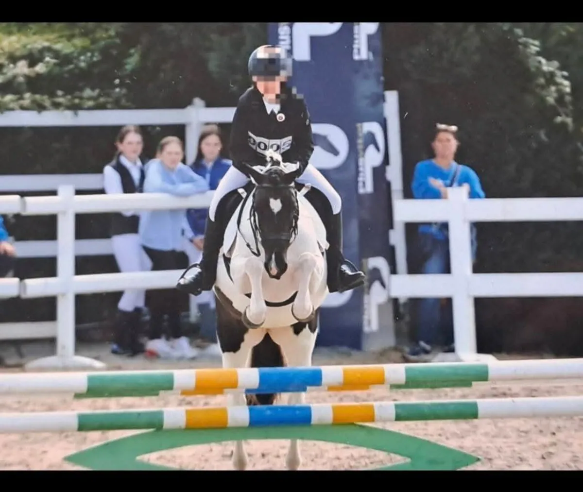 Super 12hh pony club pony - Image 1