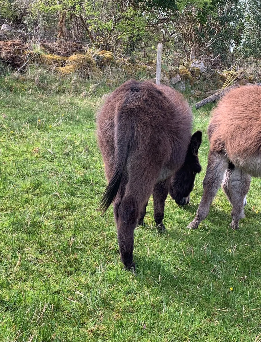 Black 2 year old mare donkey sale - Image 3