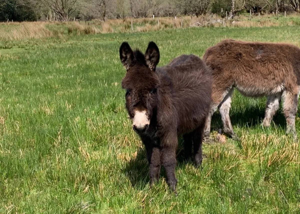 Black 2 year old mare donkey sale - Image 1