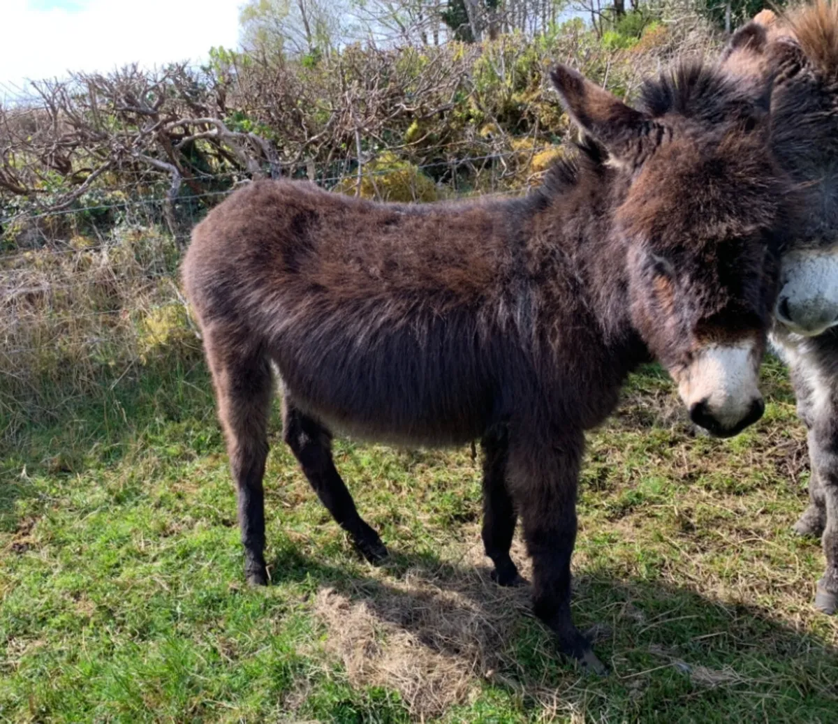 Black 2 year old mare donkey sale - Image 2