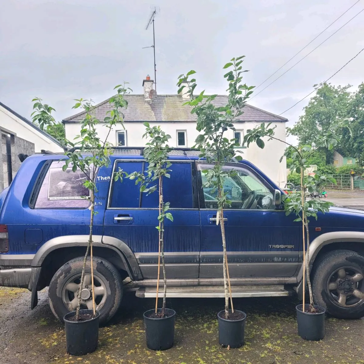 4 big apple trees - Image 1