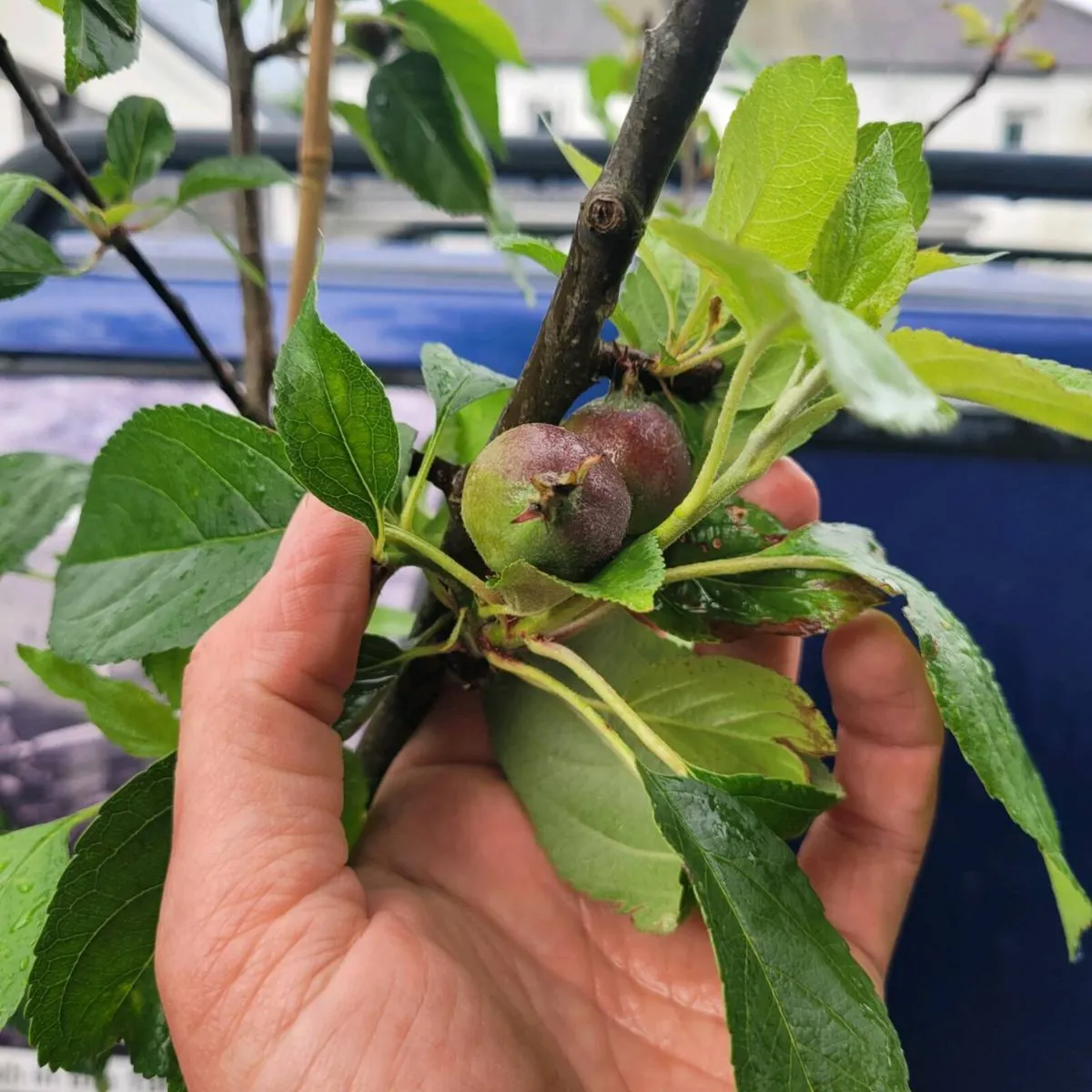 4 big apple trees - Image 2