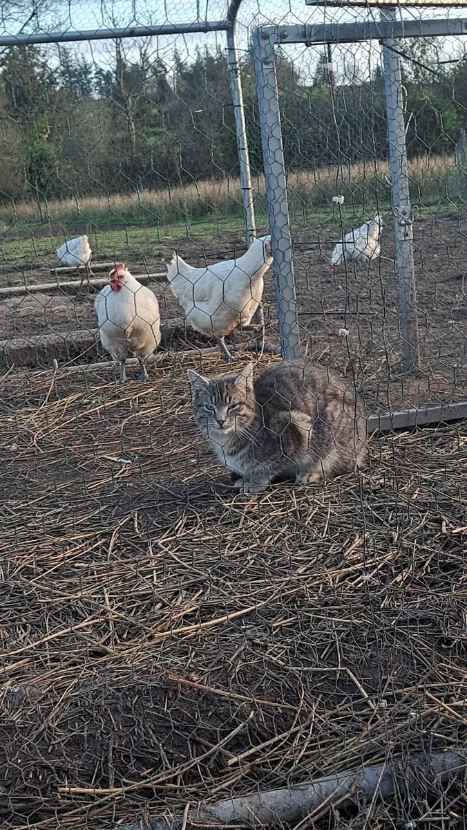 Organic Le Bresse Chicks - Image 2