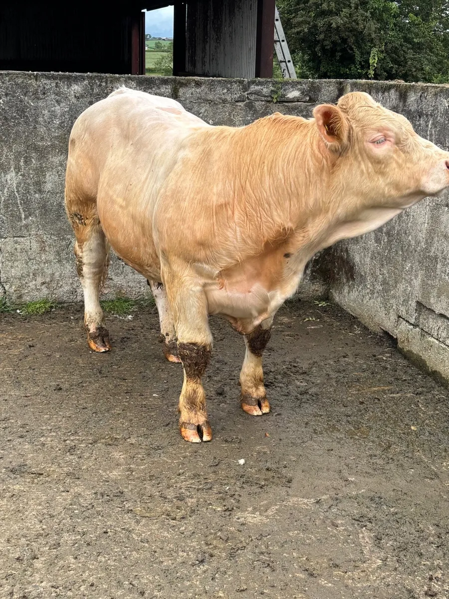 Charolais bull - Image 3