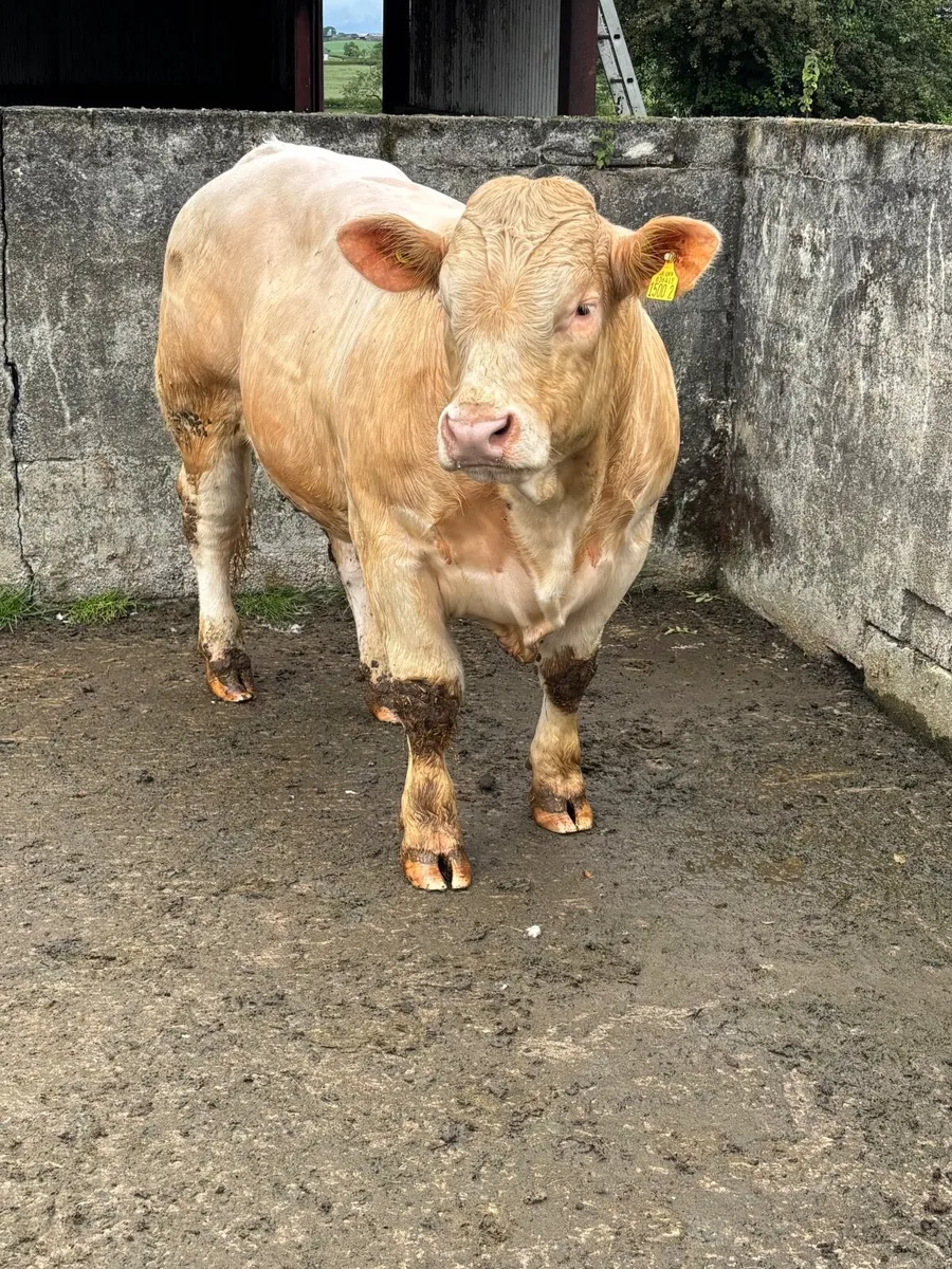 Charolais bull - Image 4