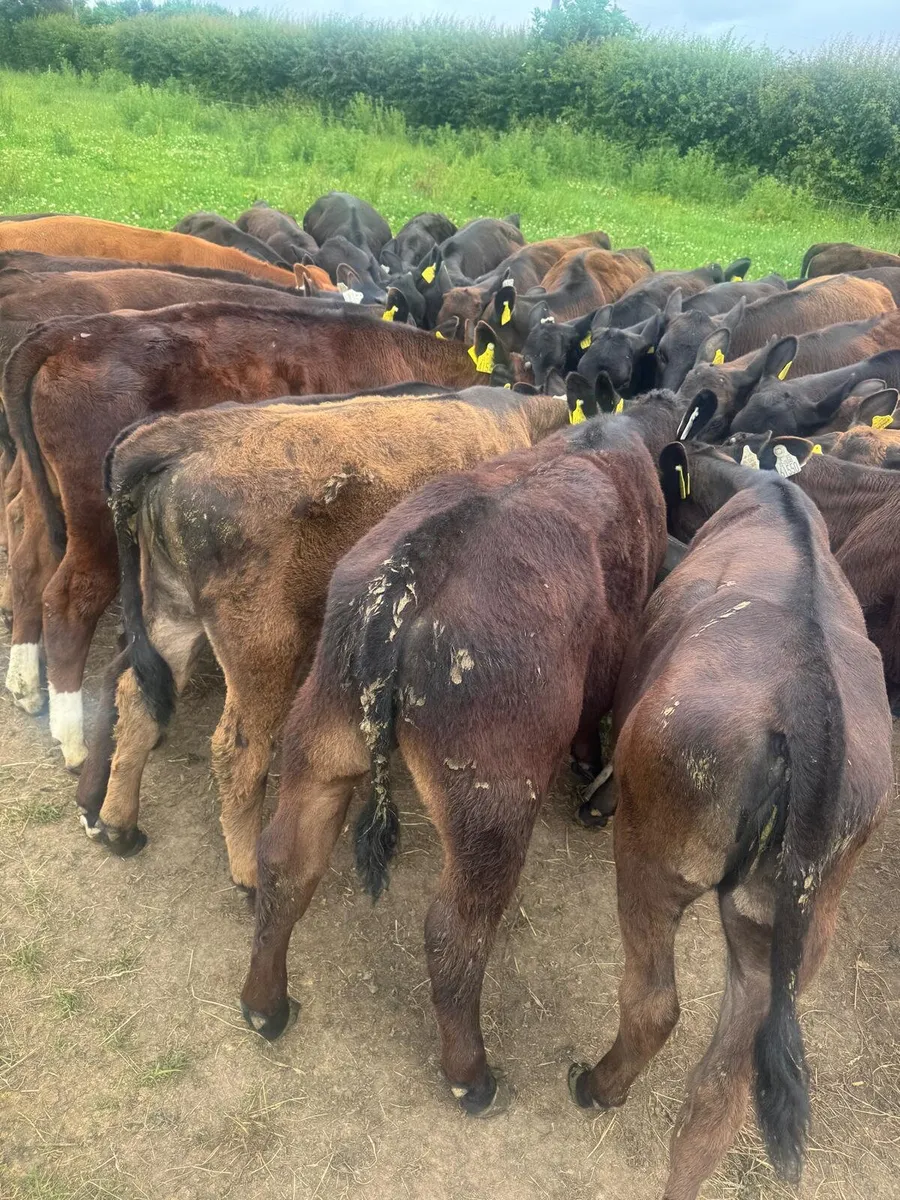 42 AA calves this Saturday in New Ross mart - Image 2