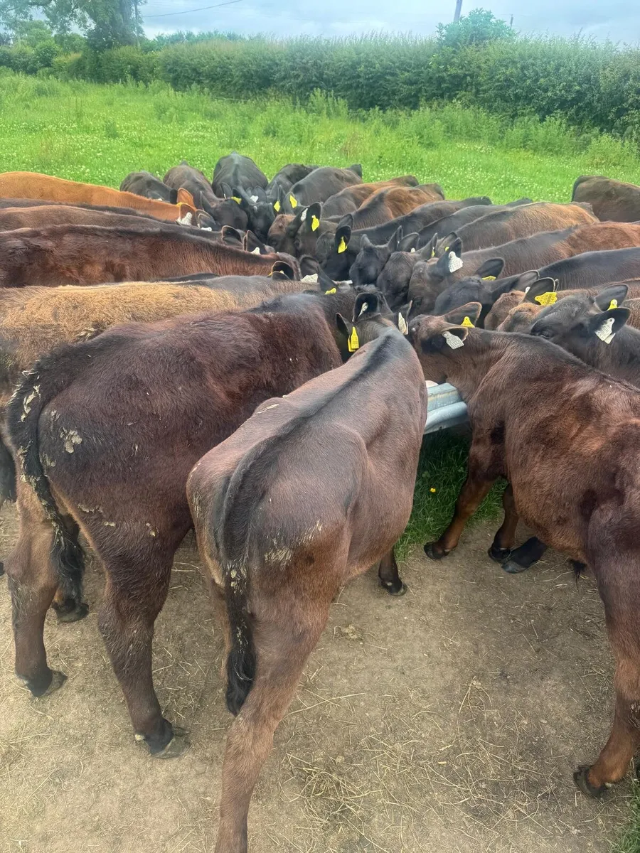 42 AA calves this Saturday in New Ross mart - Image 1