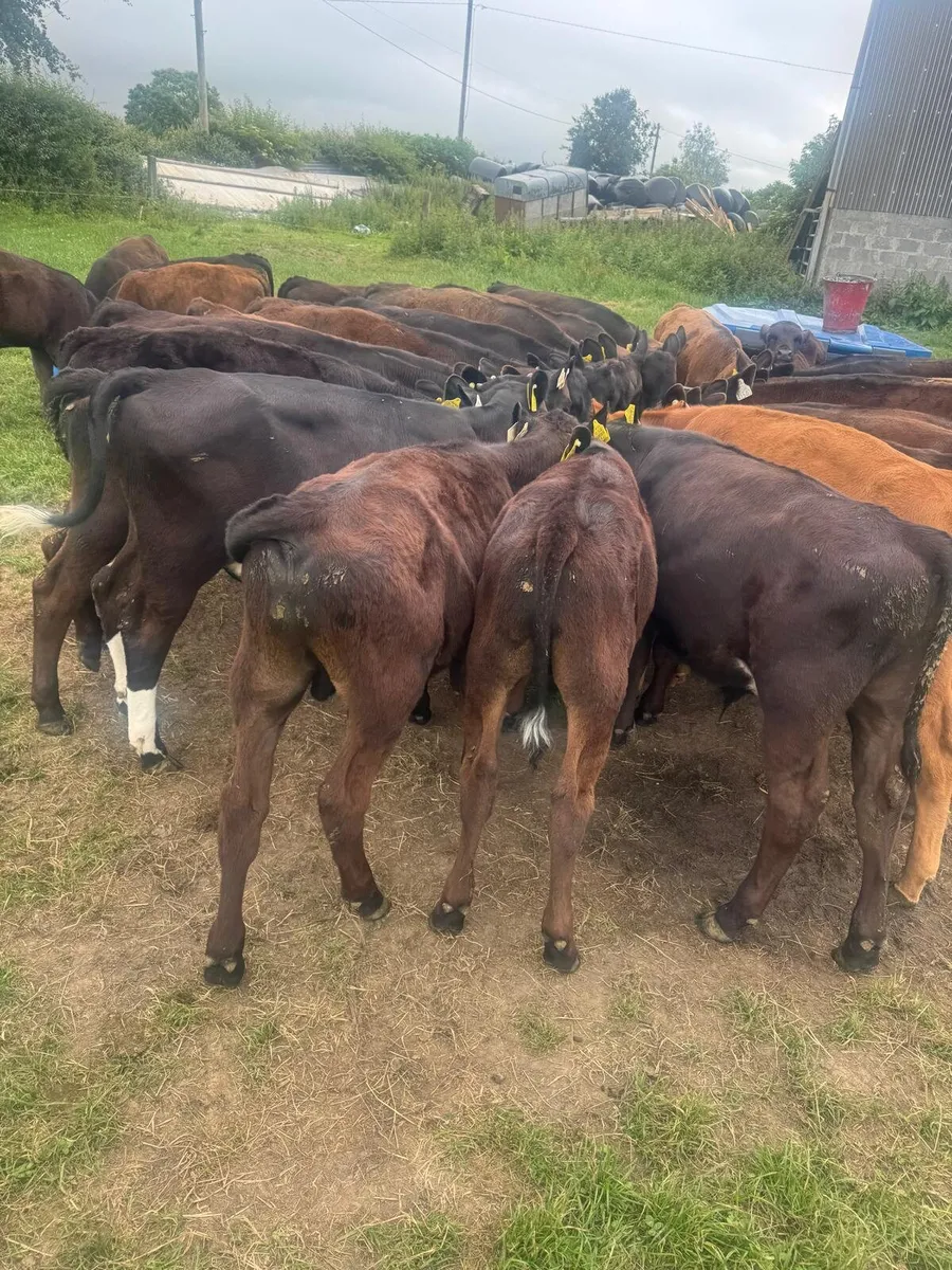 42 AA calves this Saturday in New Ross mart - Image 3