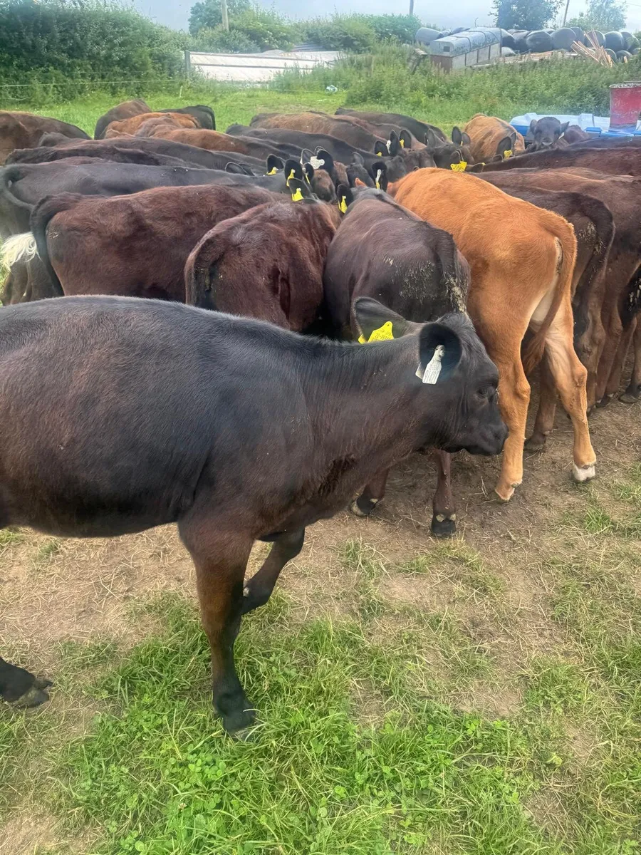 42 AA calves this Saturday in New Ross mart - Image 4