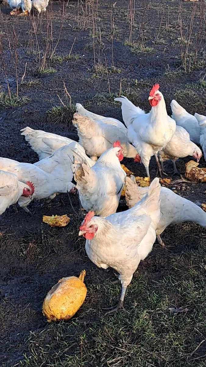 Organic Le Bresse Chicks - Image 1