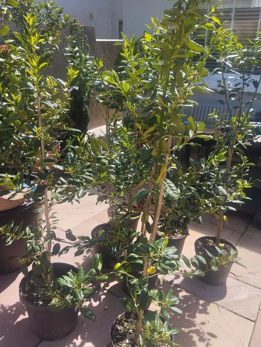 Trees - Image 1
