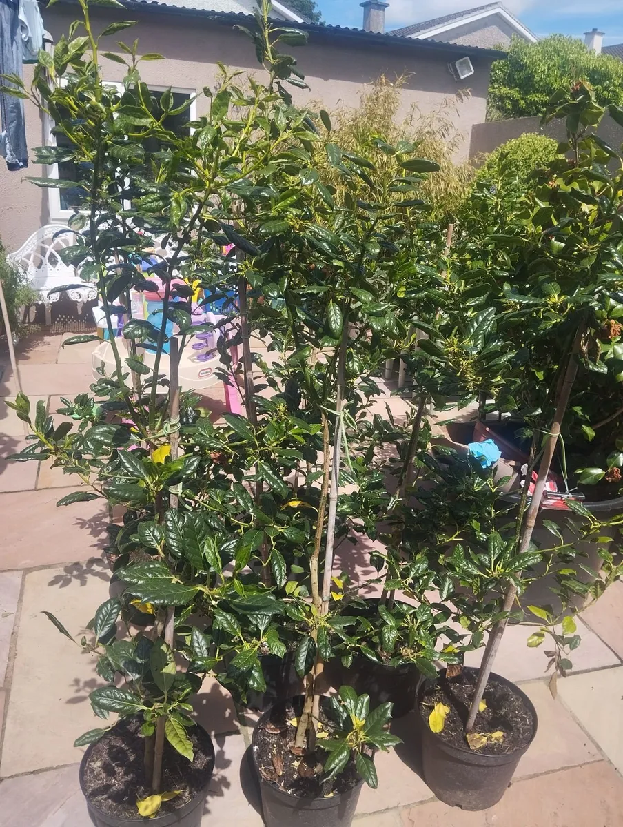 Trees - Image 2