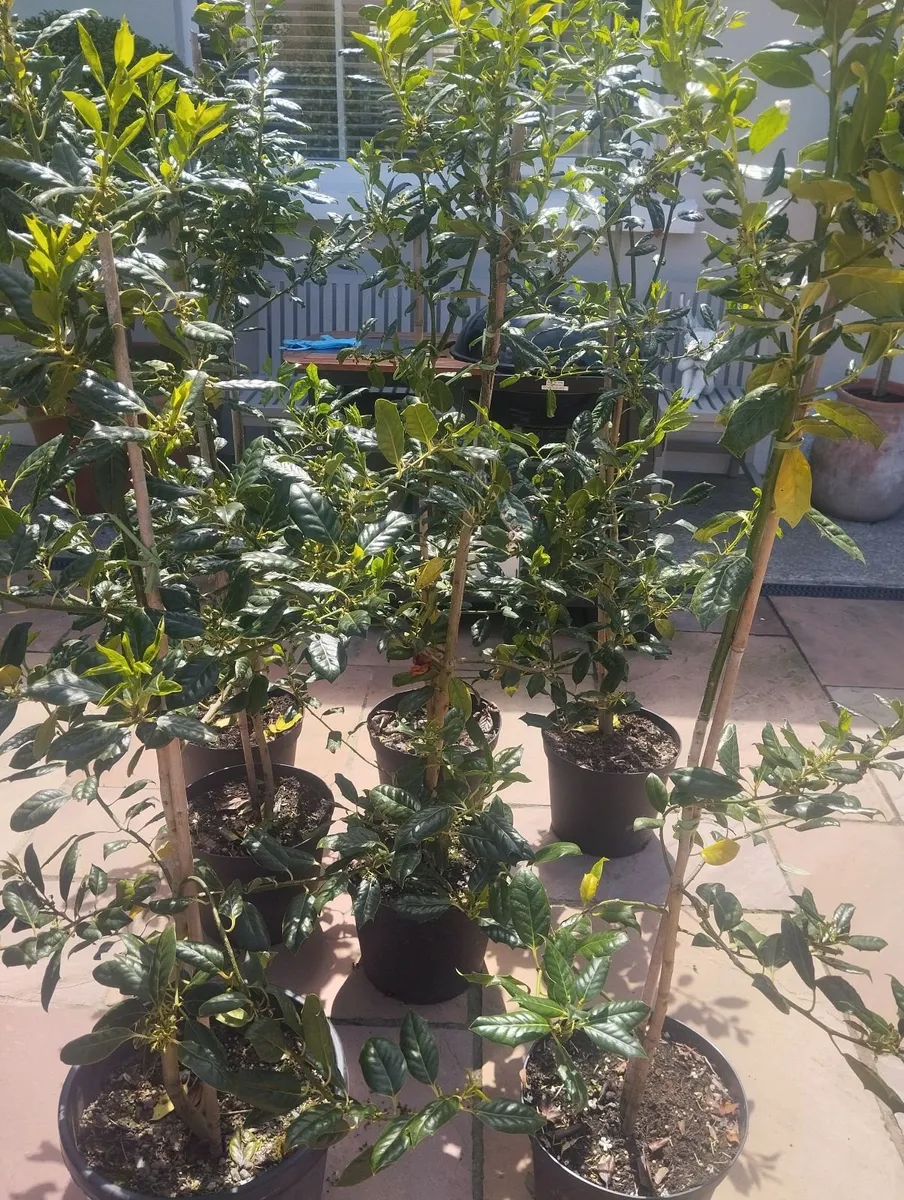 Trees - Image 3