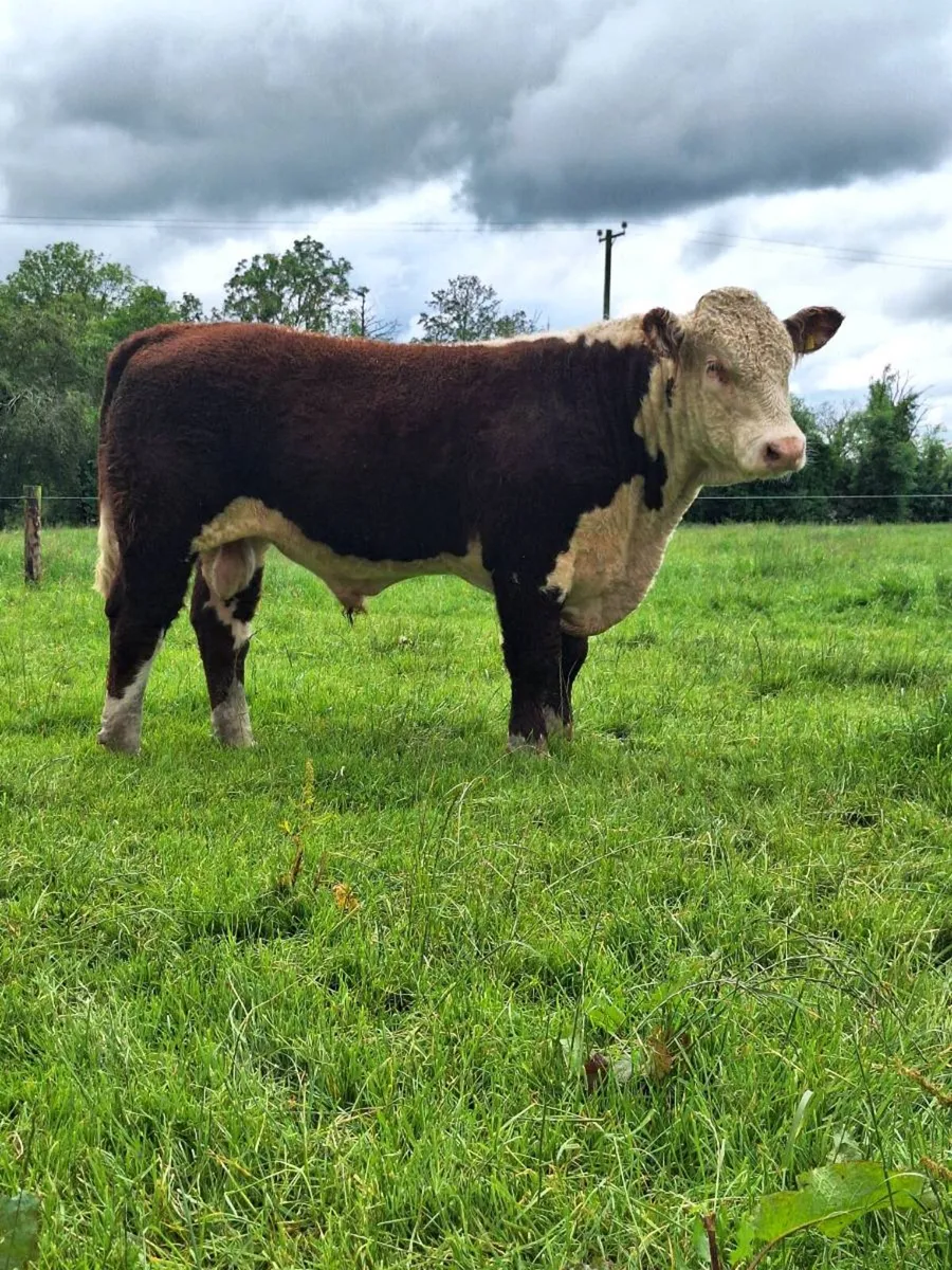 Hereford bull - Image 1