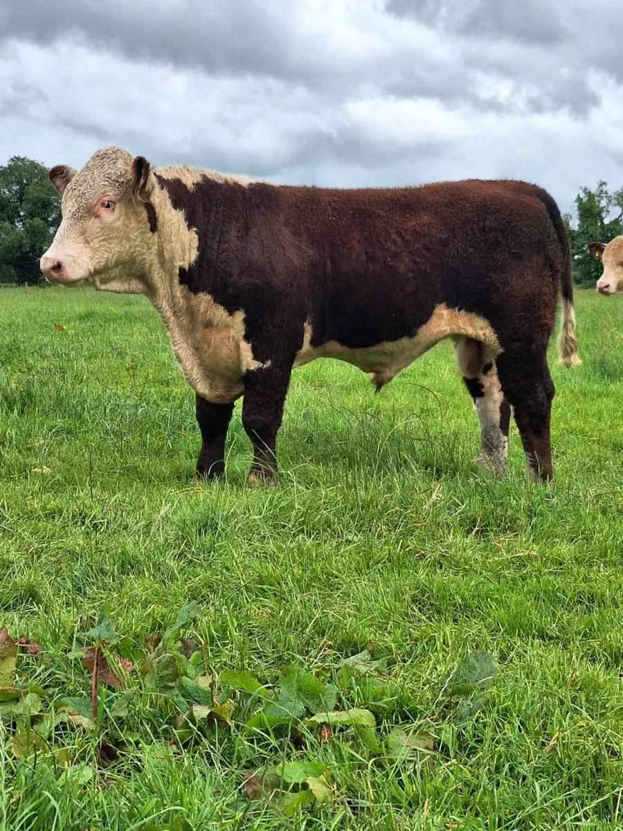 Hereford bull - Image 2